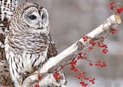 Peaceful Owl in Winter Personalised Christmas Card