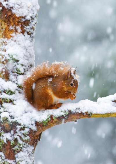 Shelter from the Snow Personalised Christmas Card