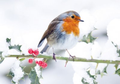 Christmas Robin Personalised Christmas Card