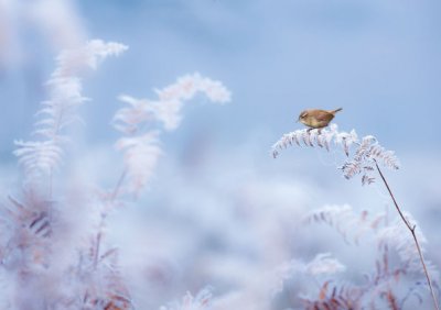 Frosty Morning Personalised Christmas Card