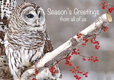 Peaceful Owl in Winter Personalised Christmas Card - Front Personalisation