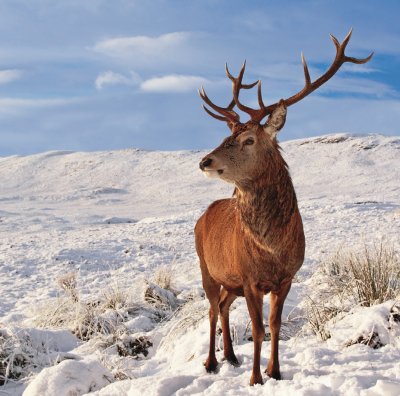 Stag in the Snow Personalised Christmas Card
