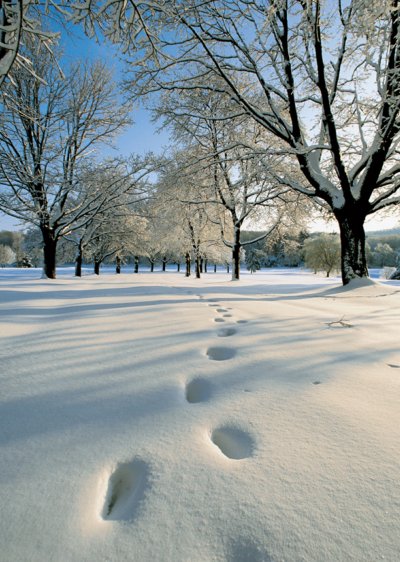 Footprints in the Snow Personalised Christmas Card