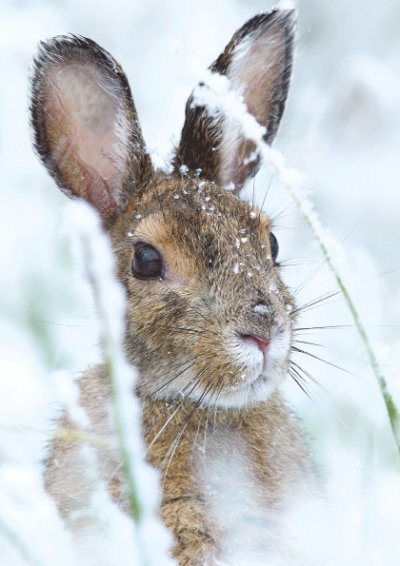 Winter Hare Personalised Christmas Card