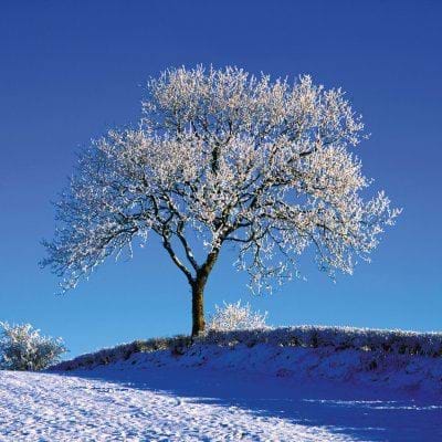 Tree in Winter Christmas Card