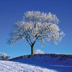 Tree in Winter Personalised Christmas Card