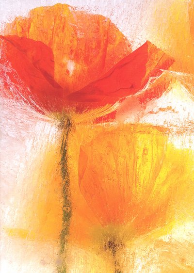 Red & Orange Poppies Greeting Card
