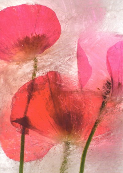 Frozen Petals Greeting Card