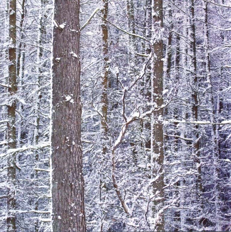 Snowy Woodland Christmas Card Pack (10)