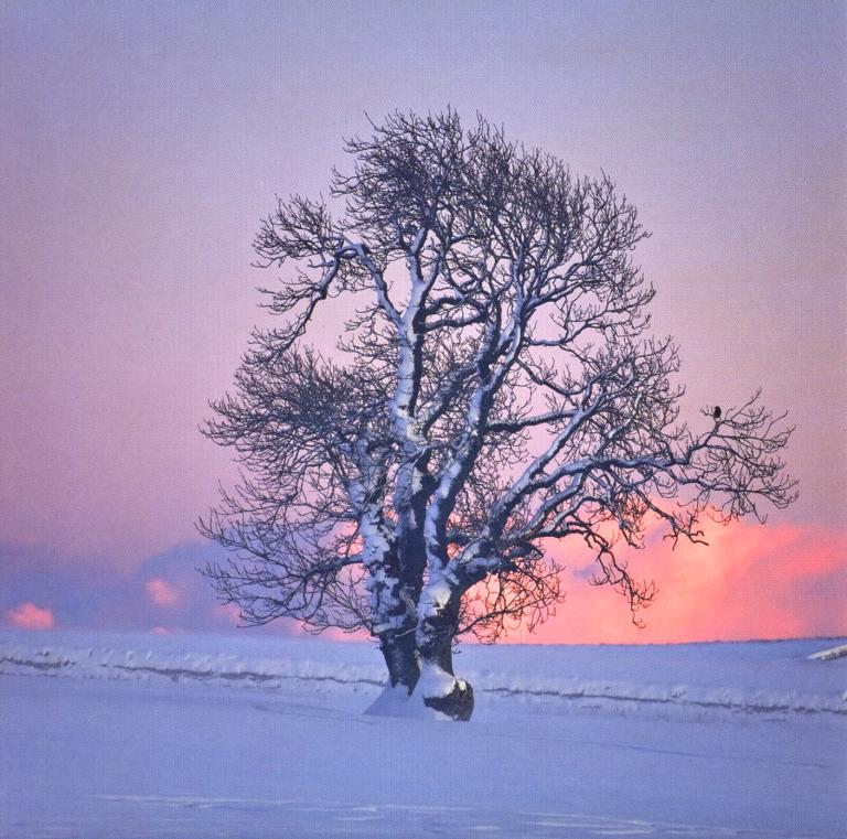 Midwinter Evening Christmas Card Pack (10)