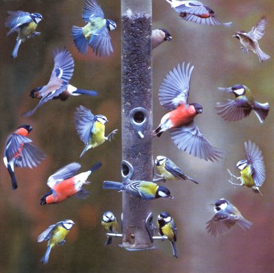Bird Count Greeting Card