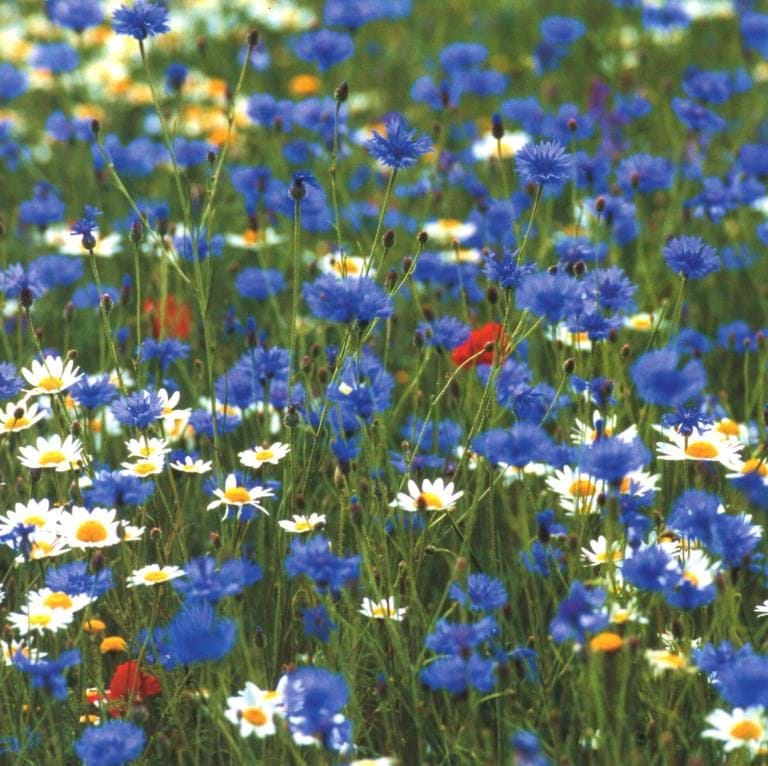 Daisy Greeting Card