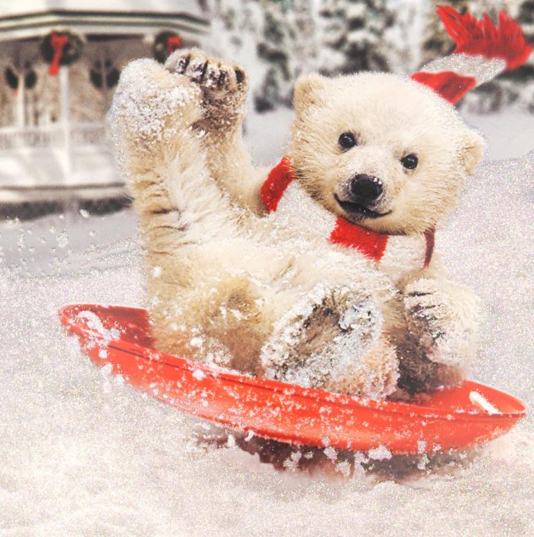 Weeeee Christmas Pack (12)