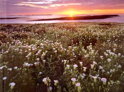 Sunrise Over Farne Islands Greeting Card