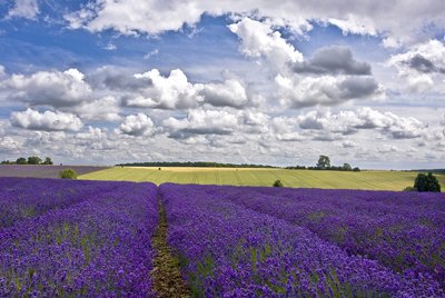 Lavender Fields Worcestershire Greeting Card