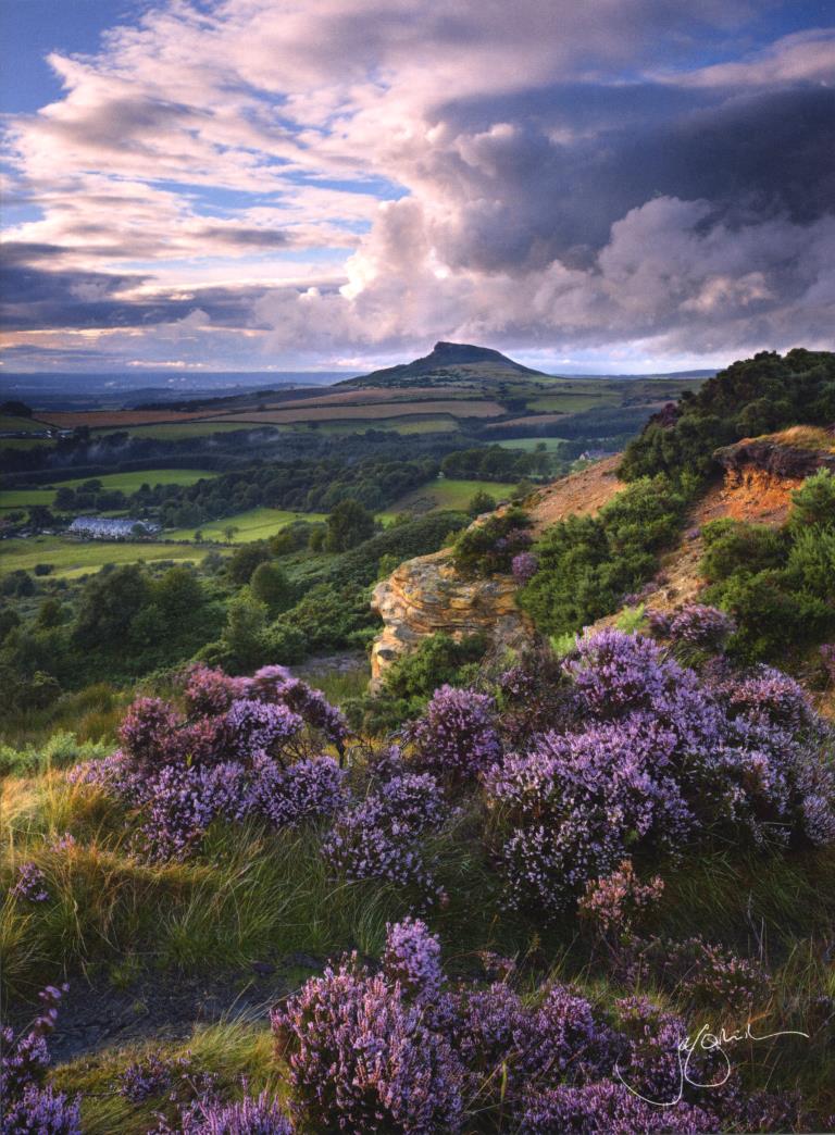 Billowing Heather Greeting Card