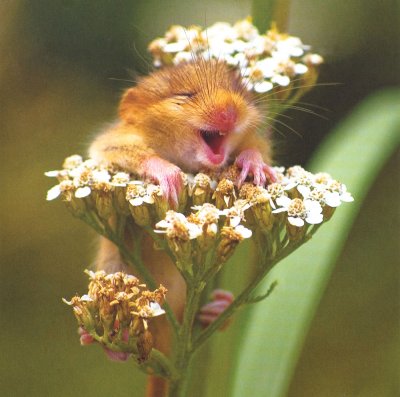 Laughing Dormouse Greeting Card