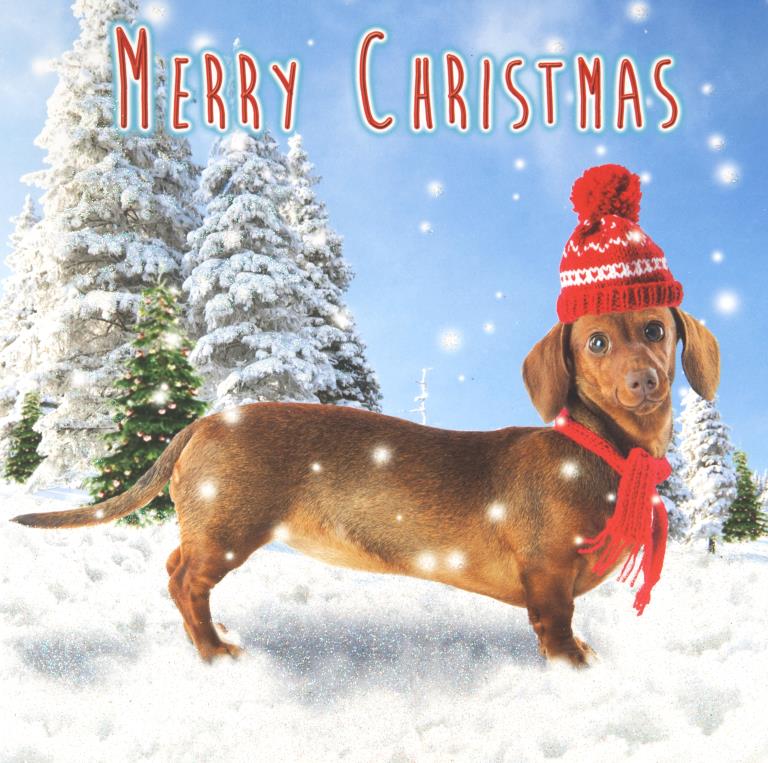 Dachshund Christmas Pack (10)
