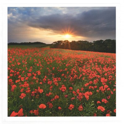 Cranborne Poppies Greeting Card