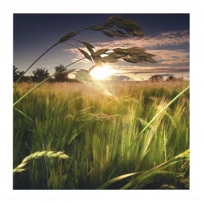 Green Isle Sunset Greeting Card