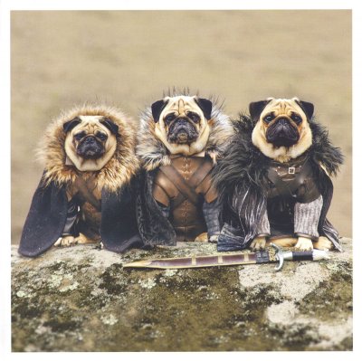 Game of Pugs Greeting Card