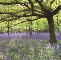 Bluebell Carpet Greeting Card