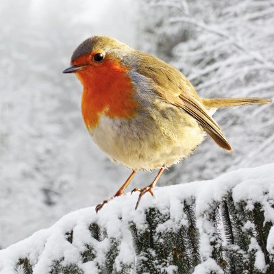 Robin on Branch Age UK Christmas Pack (10)