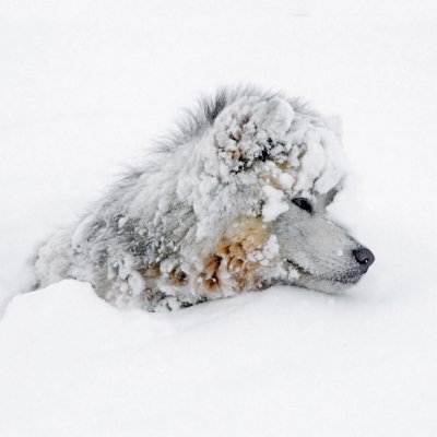 Husky in Snow RSPCA Christmas Pack (10)