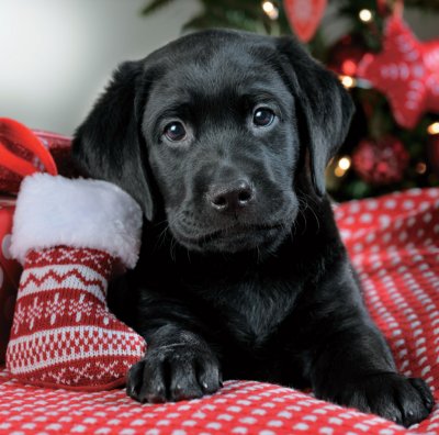 First Christmas Puppy Save the Children Christmas Pack (10)