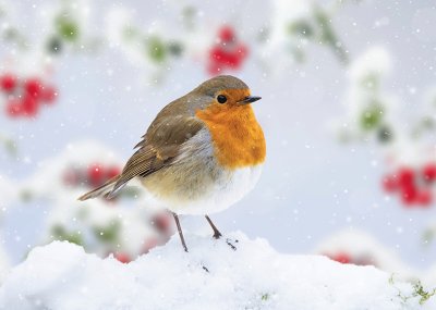 Robin in a Snowy Garden Personalised Christmas Card