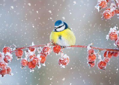 Blue Tit and Winter Berries Personalised Christmas Card