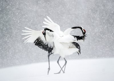 Dancing Cranes Personalised Christmas Card