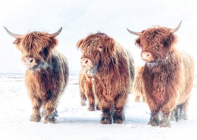 Highland Cows in Winter Personalised Christmas Card