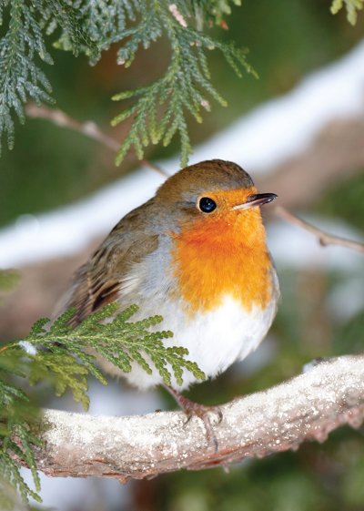 Robin in a Fir Tree Personalised Christmas Card