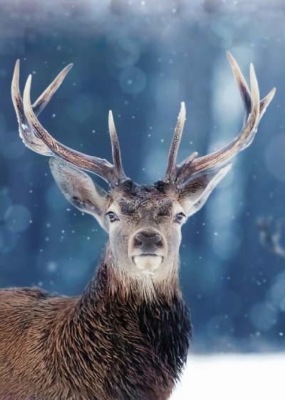 Noble Stag Personalised Christmas Card