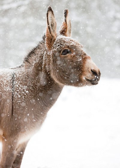 Miniature Donkey in the Snow Personalised Christmas Card