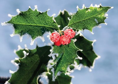 Frosted Holly Personalised Christmas Card