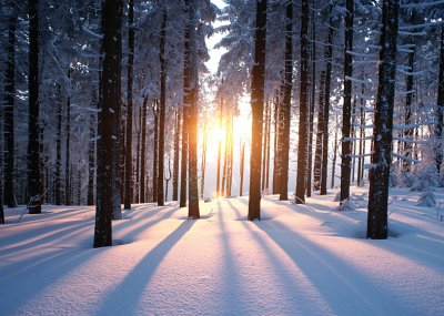 Between the Trees Personalised Christmas Card