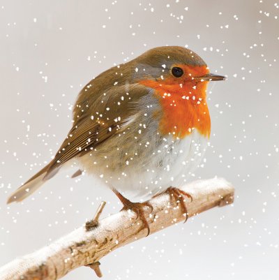 Robin Personalised Christmas Card