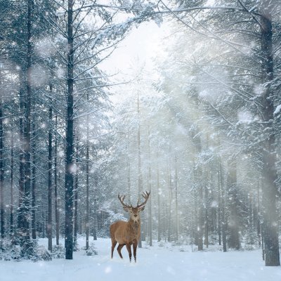 Snowy Deer Personalised Christmas Card