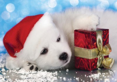 Puppy and Present Personalised Christmas Card