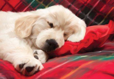 Christmas Pup Personalised Christmas Card