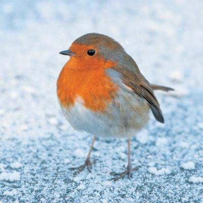 Frosty Morning Robin Personalised Christmas Card