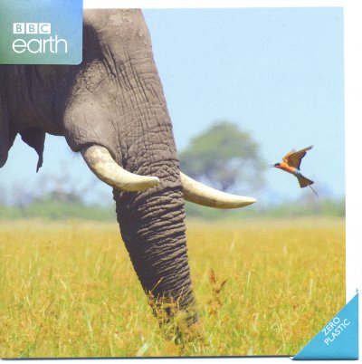 African Bull Elephant Greeting Card