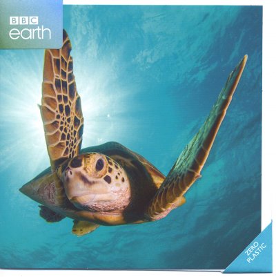 Green Turtle Greeting Card