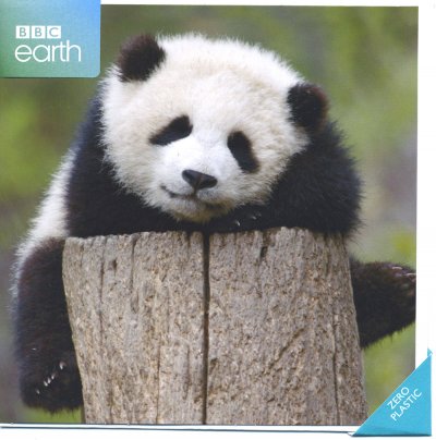 Giant Panda Baby Greeting Card