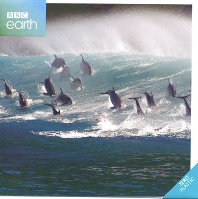Bottlenose Dolphins Greeting Card