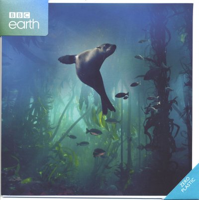 Galapagos Sea Lion Greeting Card
