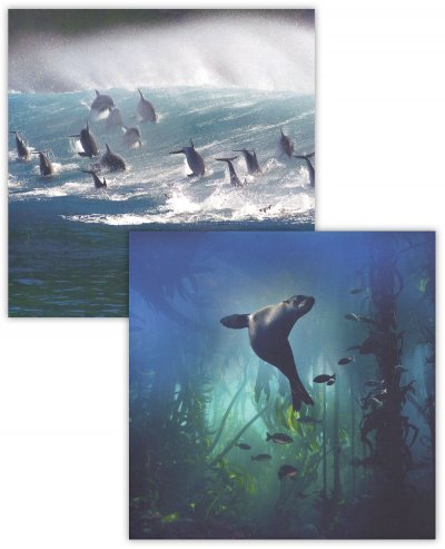 Sea Lion & Dolphins Notecard Pack (8)