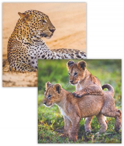 Leopard & Lion Cubs Notecard Pack (8)